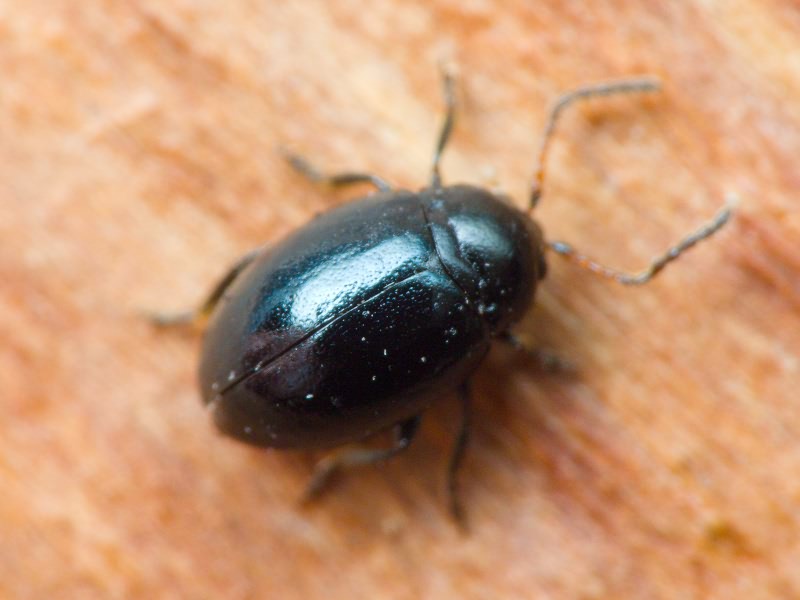 Hermaeophaga mercurialis (Fabricius, 1792)